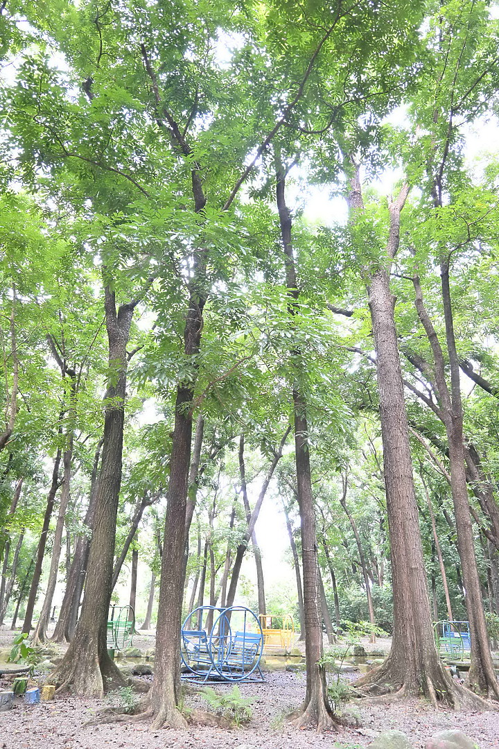來潮州八大森林魔法樂園享受平地的森林浴吧！