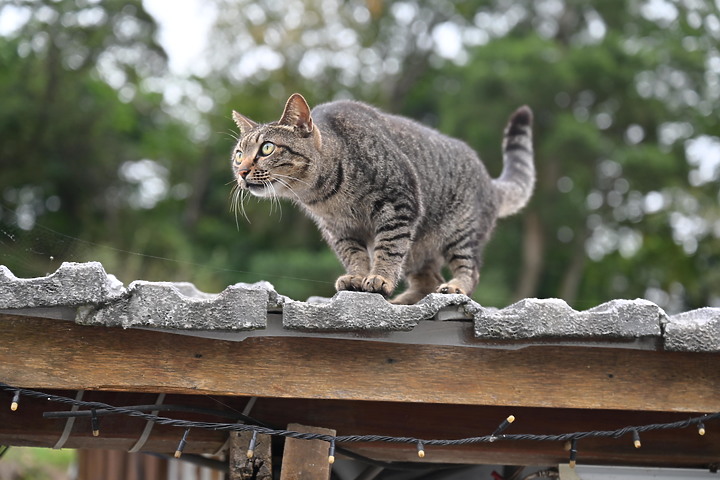 到台東拍到遊隼垂直俯衝，欣賞小黃山、卑南溪、富源觀景台、卑南溪水利公園、頂岩灣四格山和美濃冰品。