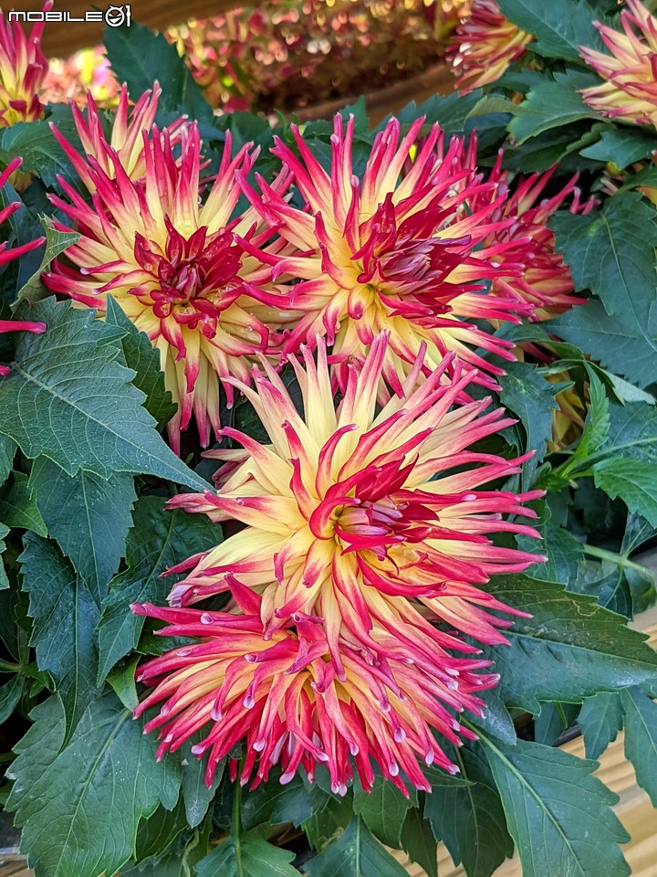 耶誕花道 台南市議會永華路二段 12/17