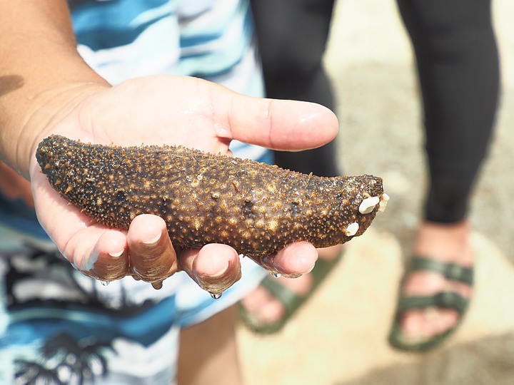 小琉球SUP、漁福漁港潮間帶、龍蝦洞找海龜、海子口漁港海龜現身 — 老狗抓住夏天的尾巴之「偽出國」行旅第二部 — 琉球嶼的水上活動與生態景點