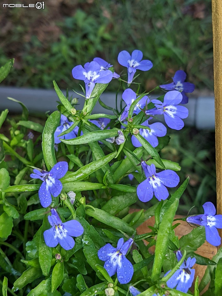 耶誕花道 台南市議會 12/26