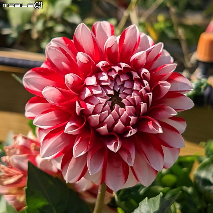 耶誕花道 台南市議會 12/26