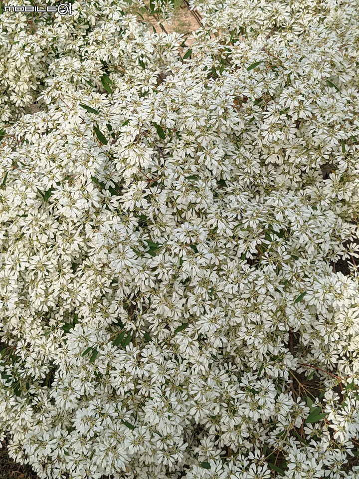白雪木+粉葉金花 台南市山上區水道博物館 12/17