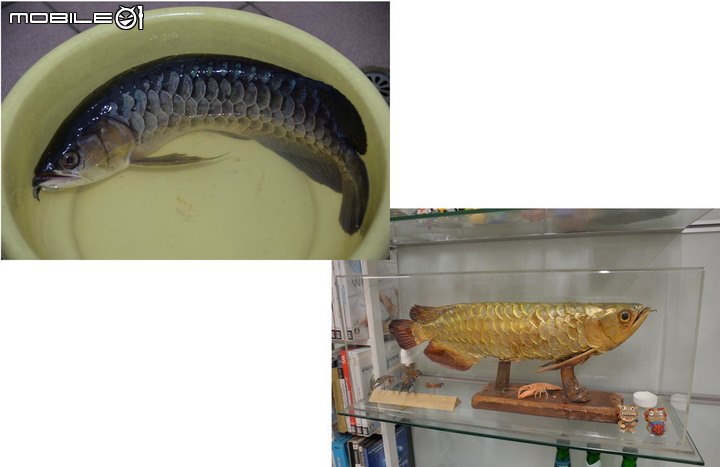 觀賞魚 : 那些年一起陪伴過的魚兒