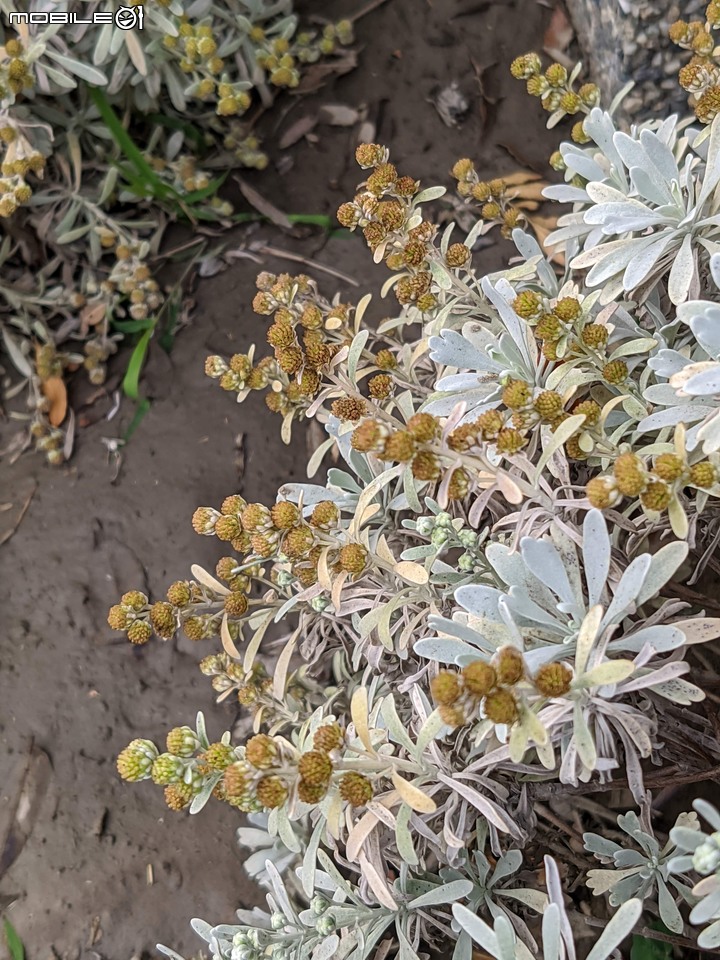 芙蓉菊 台南市安平區中華西路二段 12/24