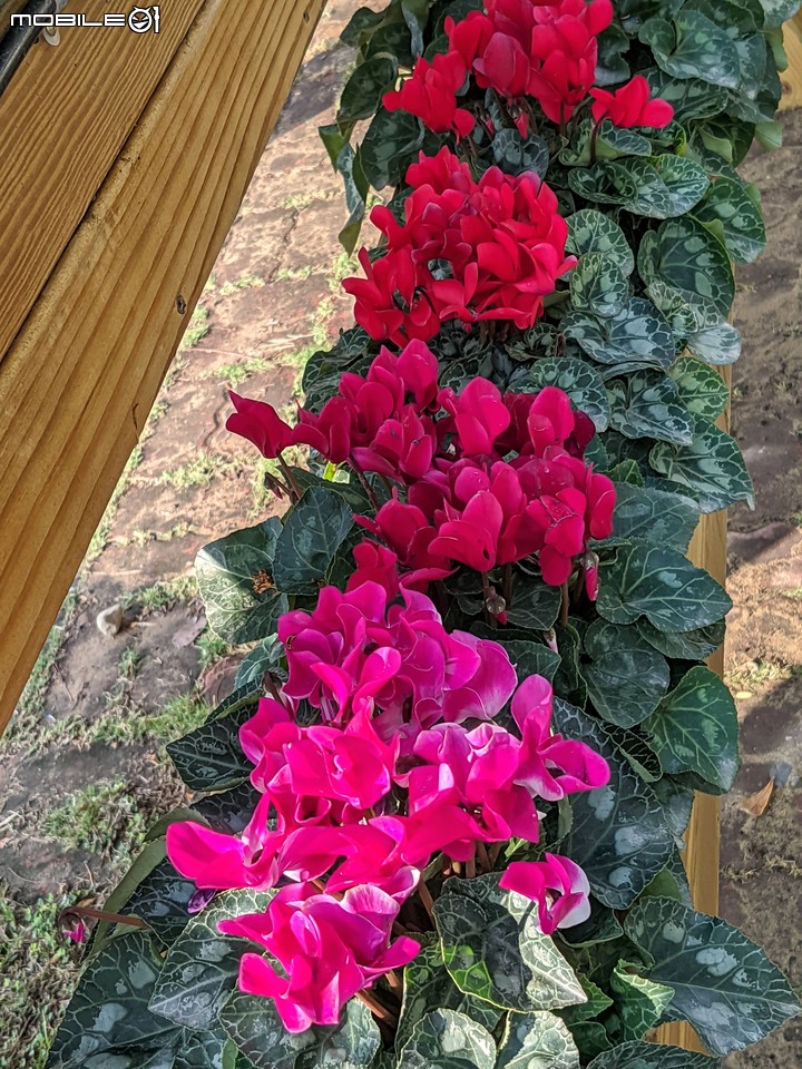 耶誕花道 台南市議會永華路二段 12/17