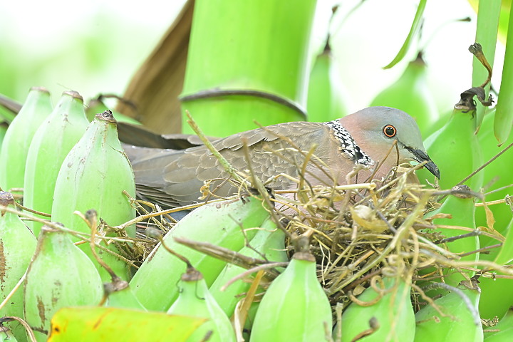 到台東拍到遊隼垂直俯衝，欣賞小黃山、卑南溪、富源觀景台、卑南溪水利公園、頂岩灣四格山和美濃冰品。