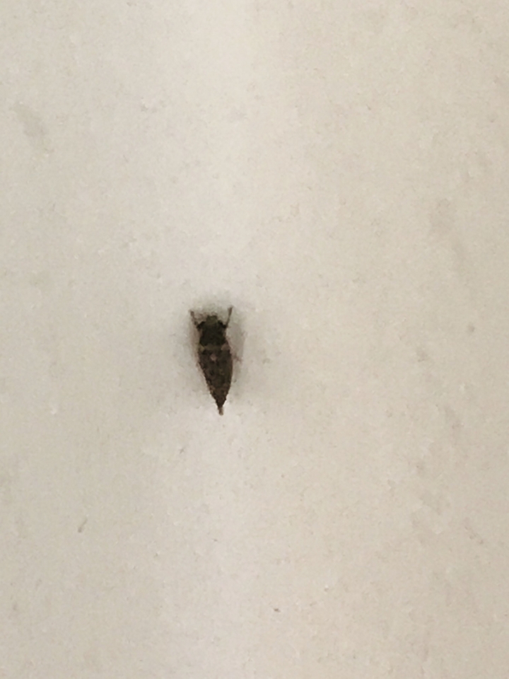 請問這是什麼蟲？