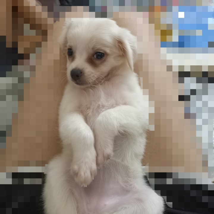 可以幫我看看我家寵物是什麼混種嗎