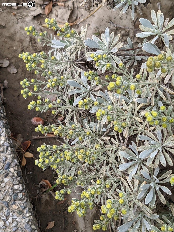 芙蓉菊 台南市安平區中華西路二段 12/24