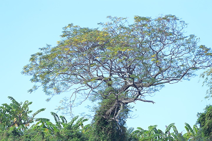 到台東拍到遊隼垂直俯衝，欣賞小黃山、卑南溪、富源觀景台、卑南溪水利公園、頂岩灣四格山和美濃冰品。