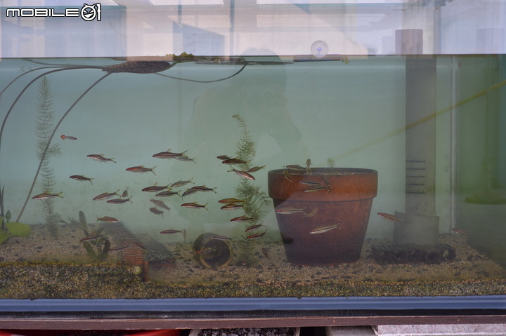 觀賞魚 : 那些年一起陪伴過的魚兒