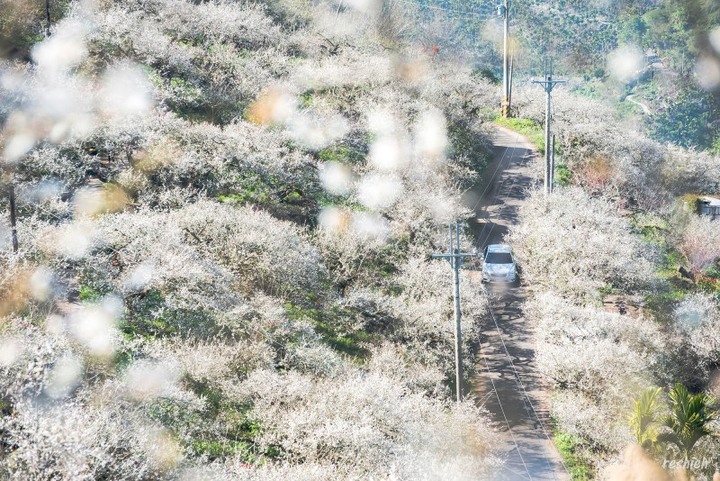 南投「踏雪尋梅」！最佳賞梅期曝光，準備迎接夢幻雪白隧道