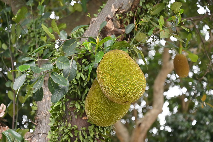 到台東拍到遊隼垂直俯衝，欣賞小黃山、卑南溪、富源觀景台、卑南溪水利公園、頂岩灣四格山和美濃冰品。
