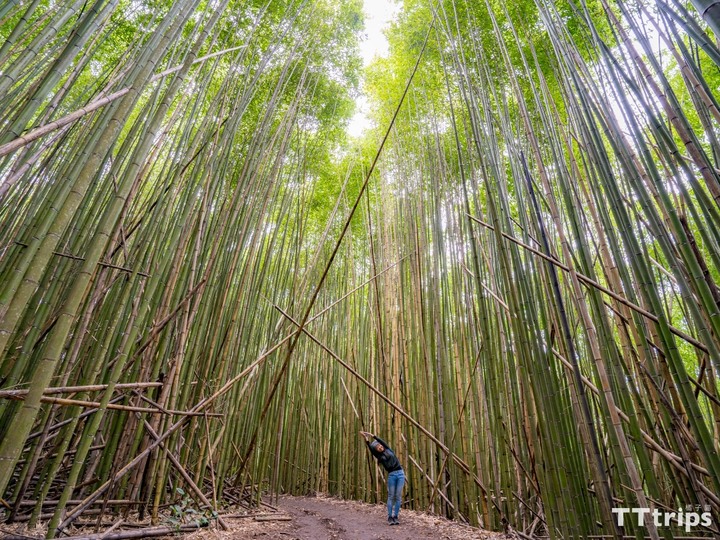 霞喀羅古道楓葉季一日遊