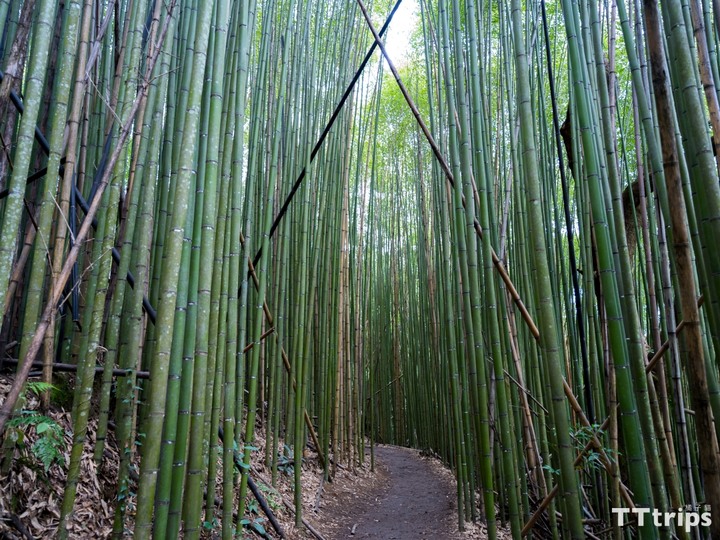 霞喀羅古道楓葉季一日遊