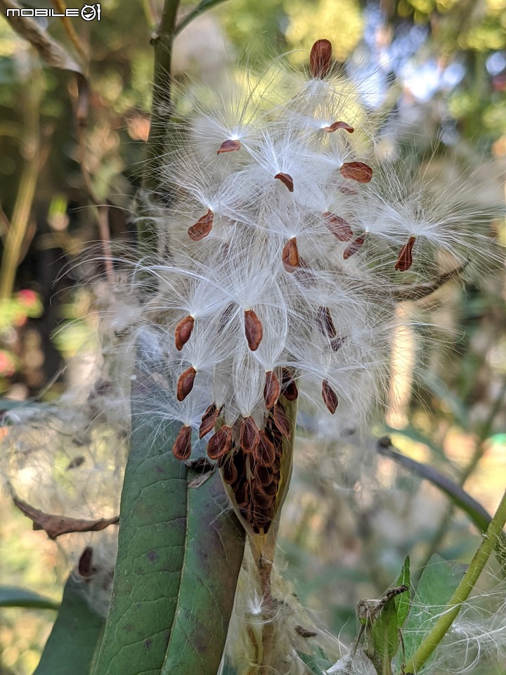 沙盒樹 嘉義市西區埤子頭植物園 12/19