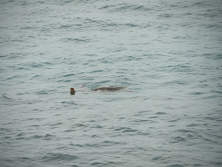 小琉球SUP、漁福漁港潮間帶、龍蝦洞找海龜、海子口漁港海龜現身 — 老狗抓住夏天的尾巴之「偽出國」行旅第二部 — 琉球嶼的水上活動與生態景點