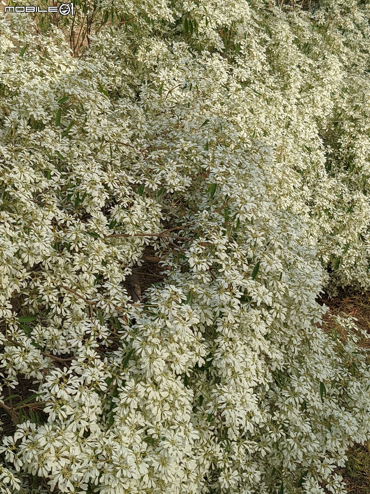 白雪木+粉葉金花 台南市山上區水道博物館 12/17