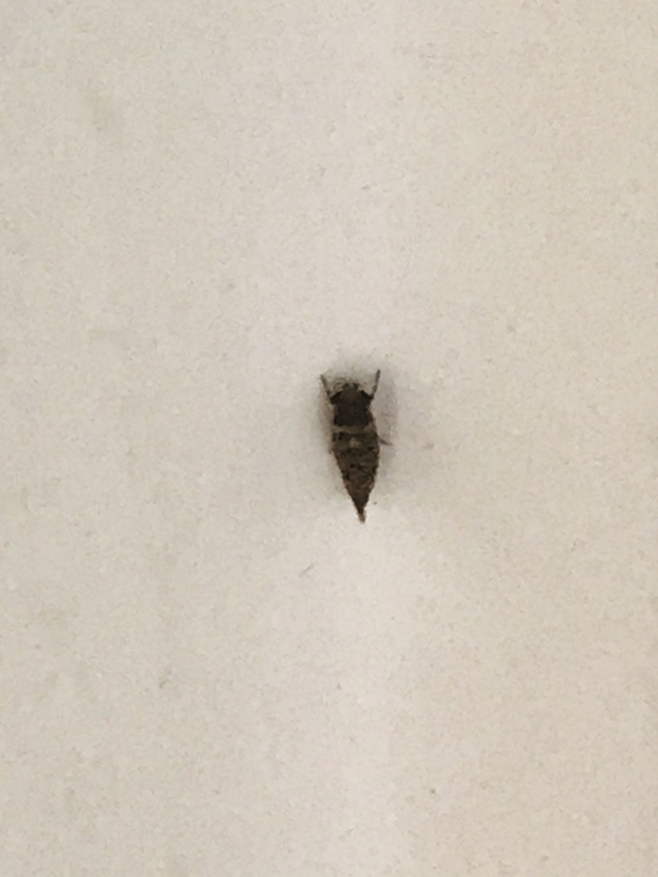 請問這是什麼蟲？