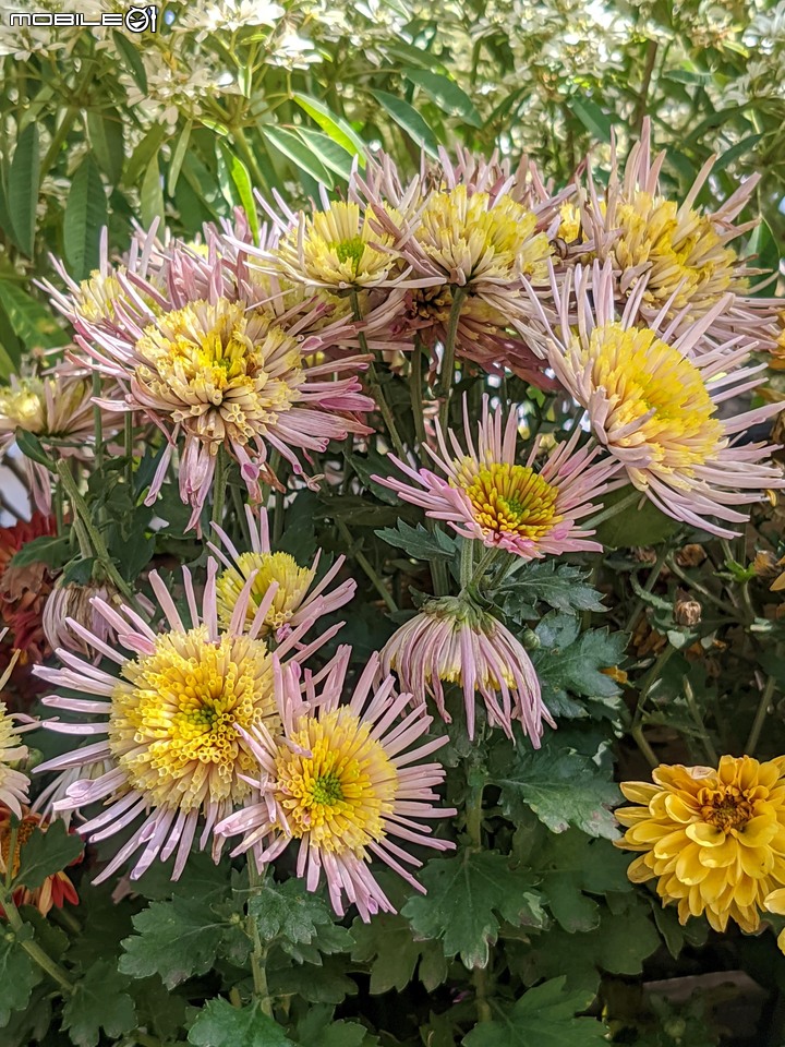 耶誕花道 台南市議會 12/26