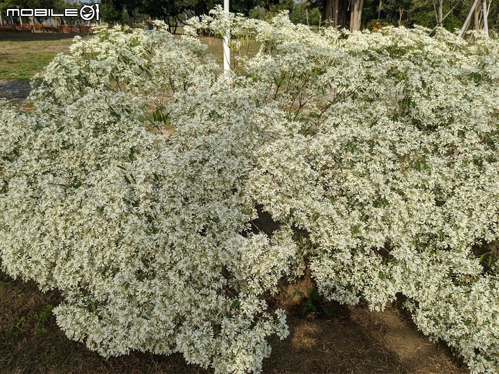 白雪木+粉葉金花 台南市山上區水道博物館 12/17