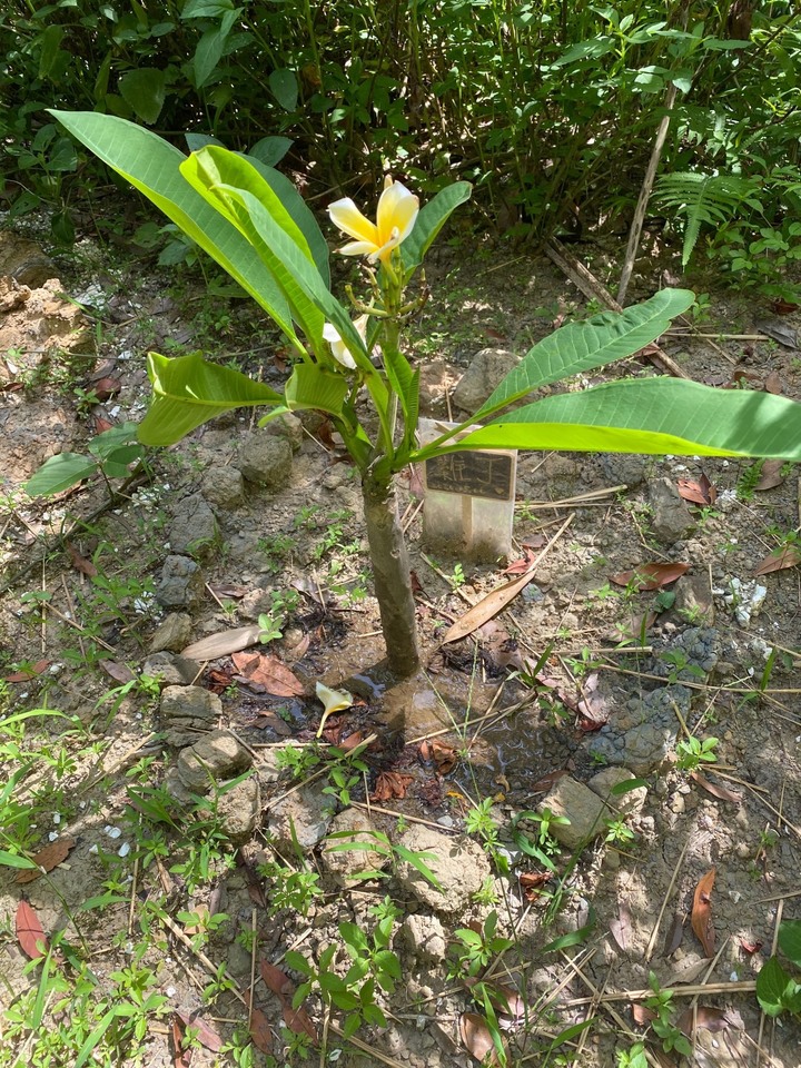 新手求助，不知道雞蛋花有沒有救活