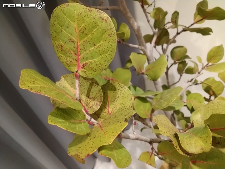 求助！這盆海葡萄是否已生病？