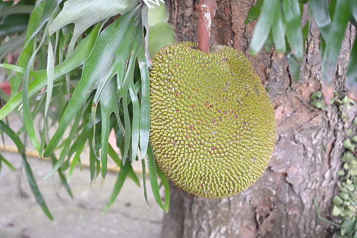 到台東拍到遊隼垂直俯衝，欣賞小黃山、卑南溪、富源觀景台、卑南溪水利公園、頂岩灣四格山和美濃冰品。