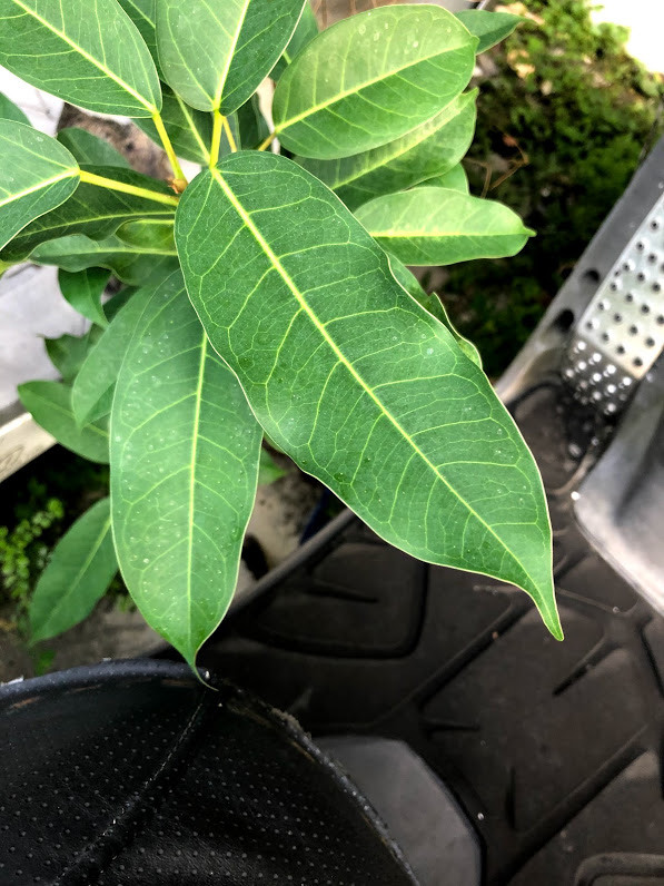 請問植物名稱