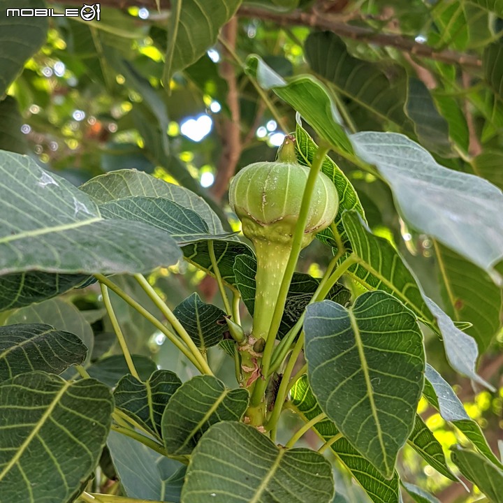 沙盒樹 嘉義市西區埤子頭植物園 12/19