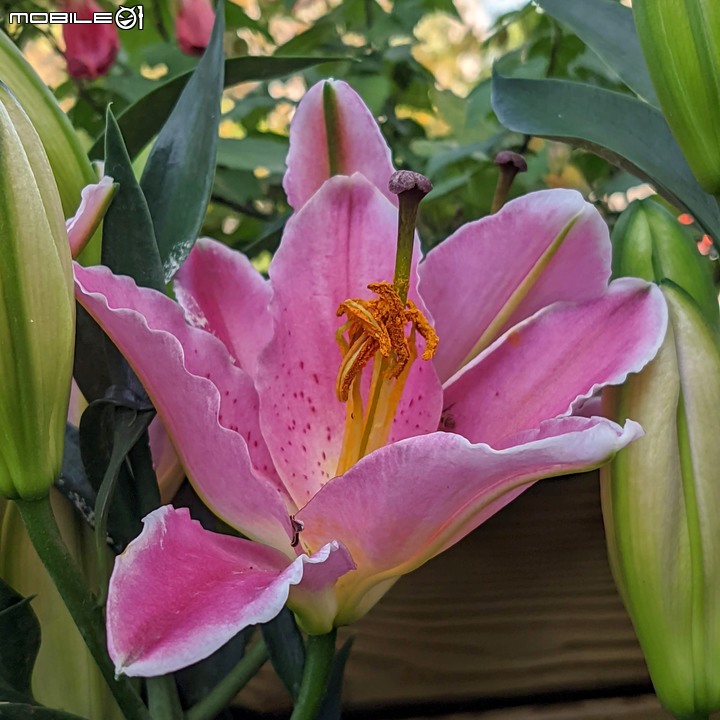 耶誕花道 台南市議會 12/26