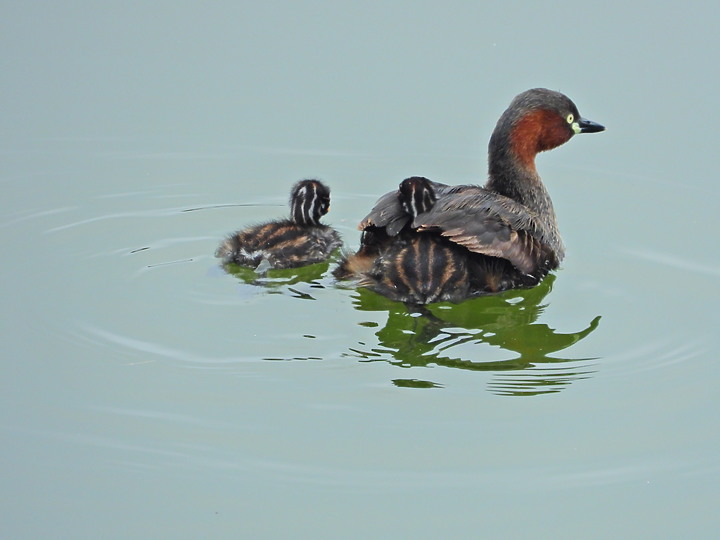 點我看大圖 Nikon P1000:池塘裡的溫馨,小鷿鷈揹小小鷿鷈。