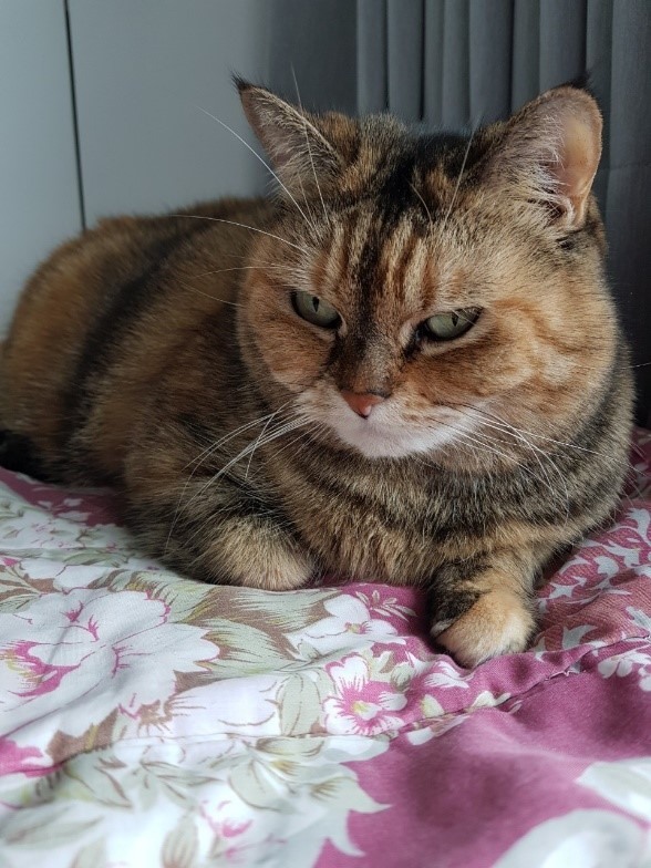 接受度高高的喵樂肉食控主食罐初嚐分享~