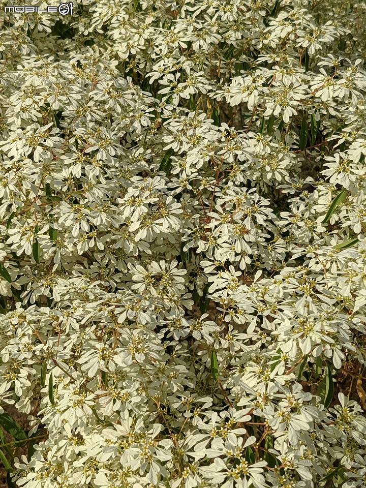 白雪木+粉葉金花 台南市山上區水道博物館 12/17