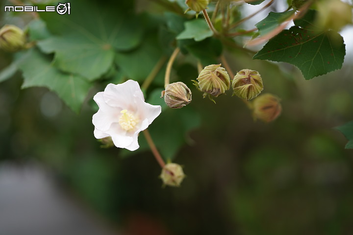 你想要的 幾乎都在這裡 Tamron 17-70mm f/2.8 (B070) APS-C標準變焦恆定光圈鏡頭實測!