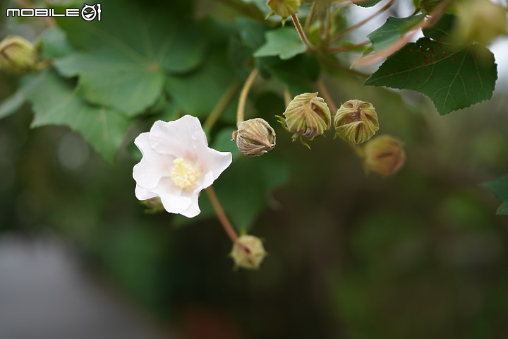 你想要的几乎都在这里Tamron 17-70mm f/2.8 (B070) APS-C标准变焦恒定光圈镜头实测！