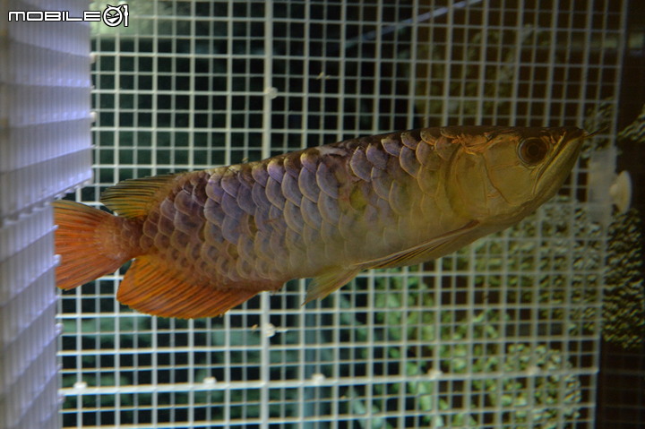 觀賞魚 : 那些年一起陪伴過的魚兒