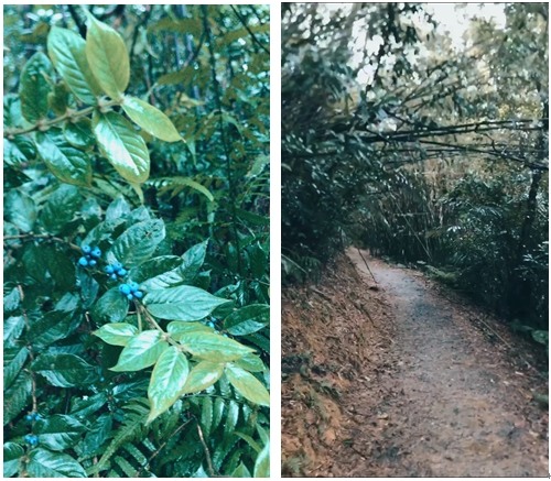 2020草嶺古道芒草季 路線紀錄