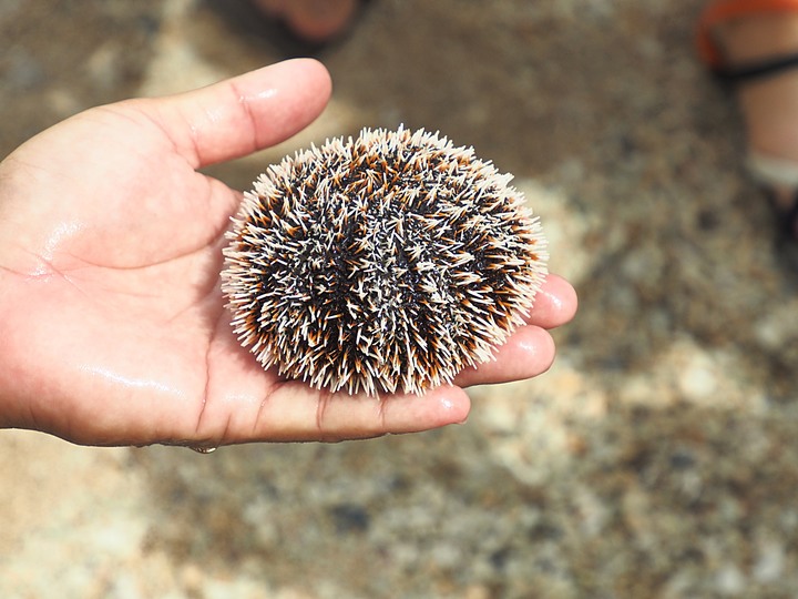 小琉球SUP、漁福漁港潮間帶、龍蝦洞找海龜、海子口漁港海龜現身 — 老狗抓住夏天的尾巴之「偽出國」行旅第二部 — 琉球嶼的水上活動與生態景點