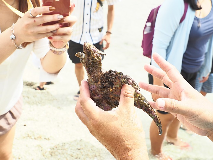 小琉球SUP、漁福漁港潮間帶、龍蝦洞找海龜、海子口漁港海龜現身 — 老狗抓住夏天的尾巴之「偽出國」行旅第二部 — 琉球嶼的水上活動與生態景點