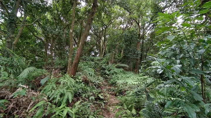 [樂山童盟] [基隆暖暖] 暖東峽谷步道