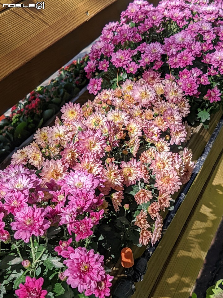 耶誕花道 台南市議會 12/26