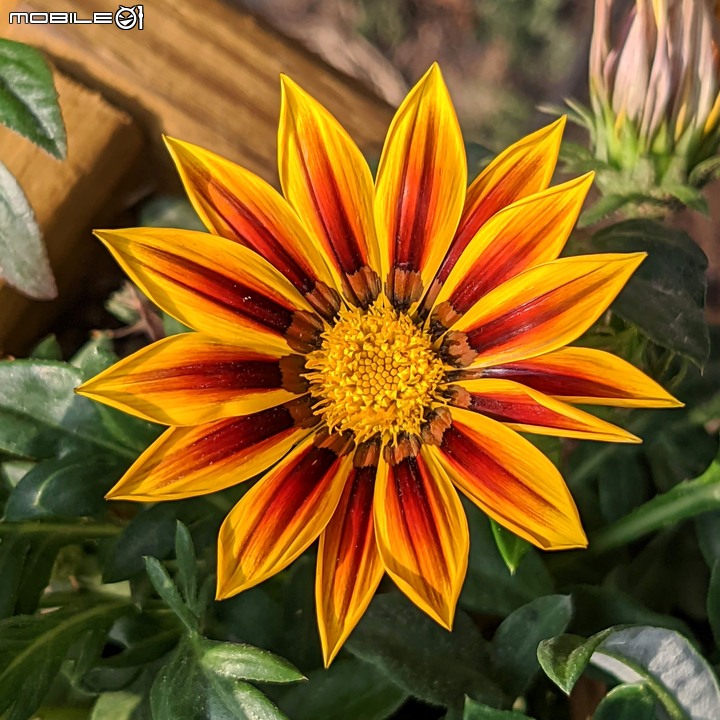 耶誕花道 台南市議會永華路二段 12/17