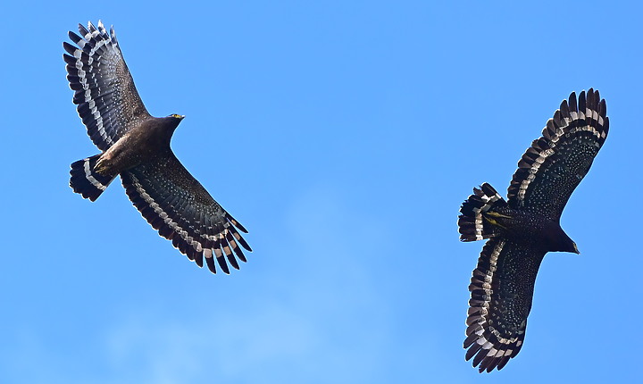 到台東拍到遊隼垂直俯衝，欣賞小黃山、卑南溪、富源觀景台、卑南溪水利公園、頂岩灣四格山和美濃冰品。