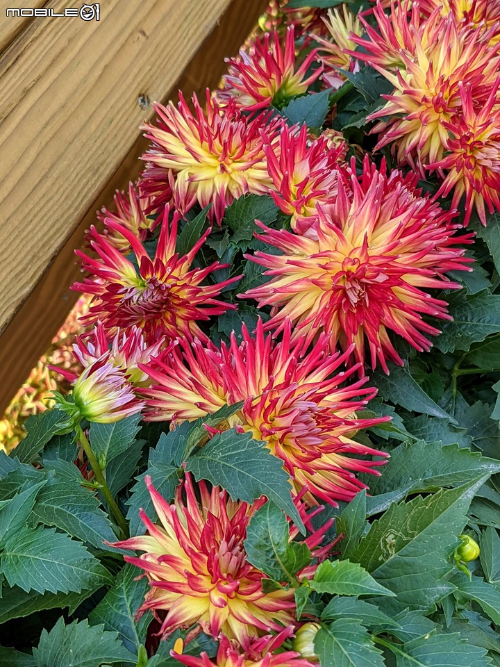 耶誕花道 台南市議會永華路二段 12/17