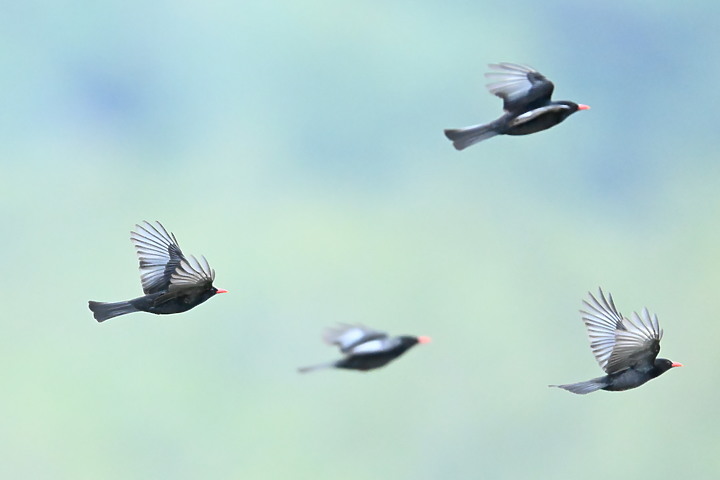 到台東拍到遊隼垂直俯衝，欣賞小黃山、卑南溪、富源觀景台、卑南溪水利公園、頂岩灣四格山和美濃冰品。