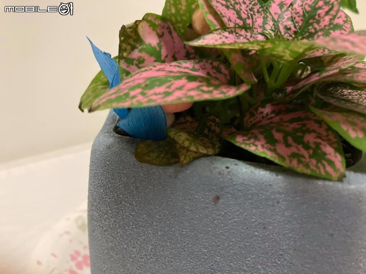 嫣紅蔓葉子有點枯萎