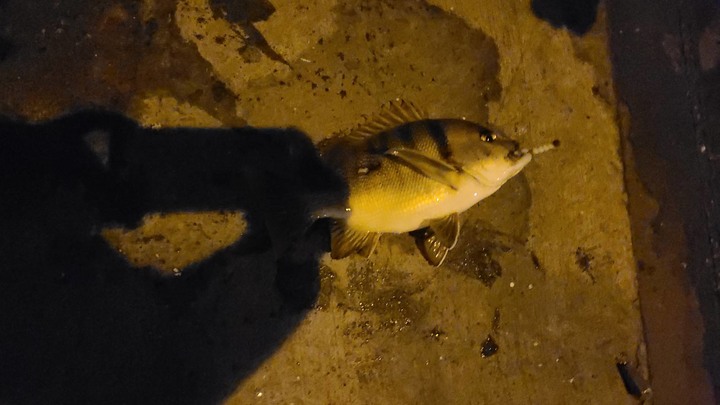 【新聞小洞傳奇】原來漁港道路旁小洞真的有魚 /紅槽/包公/海雞母 高雄&台南