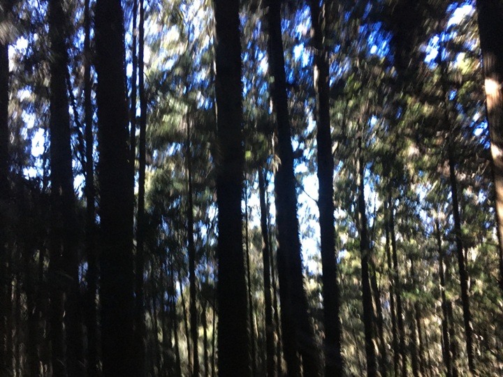 「坐車比爬山還累的百岳」-郡大山